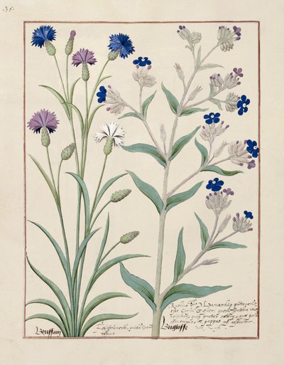 Illustration aus dem Buch der einfachen Arzneien von Mattheaus Platearius 129v von Robinet Testard